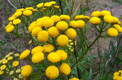 TANACETUM VULGARE